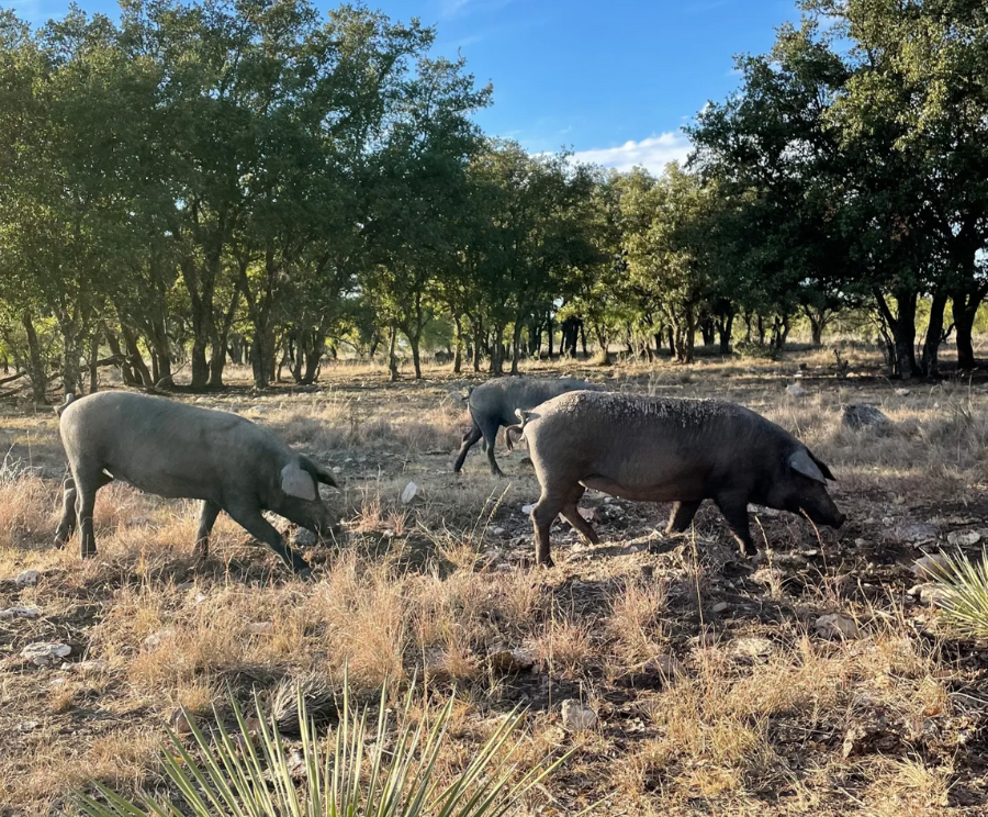 Meet the Maker: Texas Iberico® and the Heritage of the Iberico Pig