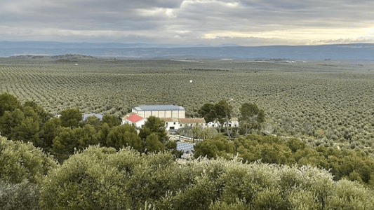 MONVA: Where Our Olive Oils Come From - Dos Olivos Markets