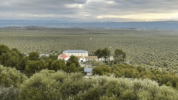 MONVA: Where Our Olive Oils Come From - Dos Olivos Markets