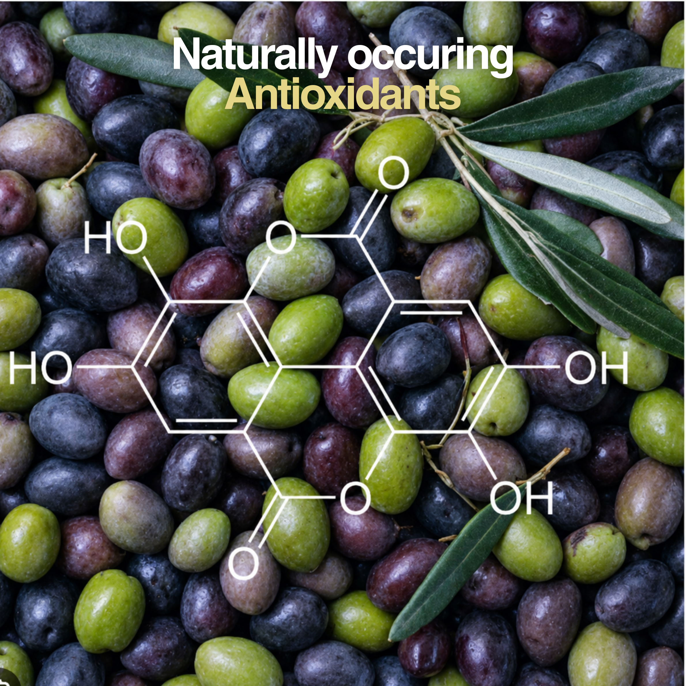 Acebuche Polyphenol rich Olive Oil, best olive oil for salad Acebuche Polyphenol rich Olive Oil, best olive oil for salad